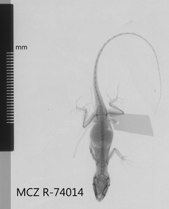 Media type: image;   Herpetology R-74014 Aspect: dorsoventral x-ray